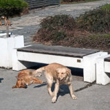Novi Pazar: Psi lutalice napadaju u bolničkom krugu 18
