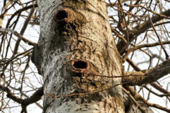 Počela seča stabala na Šodrošu, srušeno na desetine drveća, privedeno troje aktivista (FOTO) 4