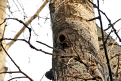 Počela seča stabala na Šodrošu, srušeno na desetine drveća, privedeno troje aktivista (FOTO) 3