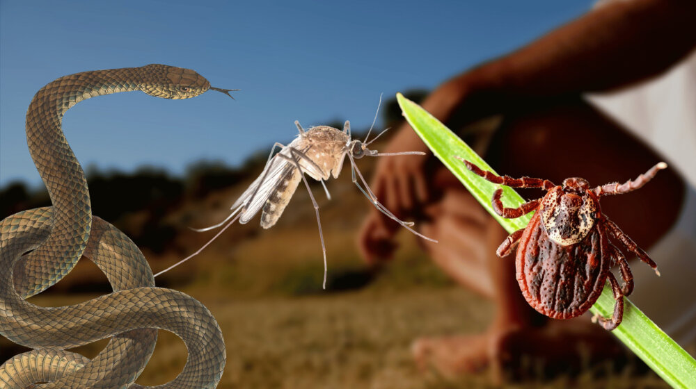Kad nam stižu komarci i krpelji, i šta da radimo ako ovih dana vidimo zmiju? 1