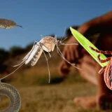 Kad nam stižu komarci i krpelji, i šta da radimo ako ovih dana vidimo zmiju? 10