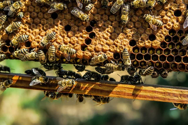 Kako da razlikujemo pravi med od lažnog: Pčelar otkriva trikove za prepoznavanje falsifikata 3
