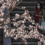 U Tokiju deset dana ranije počela sezona cvetanja trešnje 20