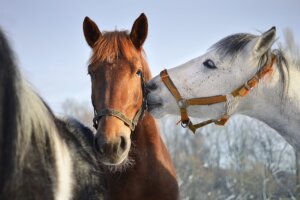 Međunarodni dan žena u Nišu: Vaučeri za jahanje u prirodi 2 Međunarodni dan žena u Nišu: Vaučeri za jahanje u prirodi 2