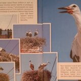 Vratile se rode: Osnovci postali zaštitnici 34 para na teritoriji Niša 10