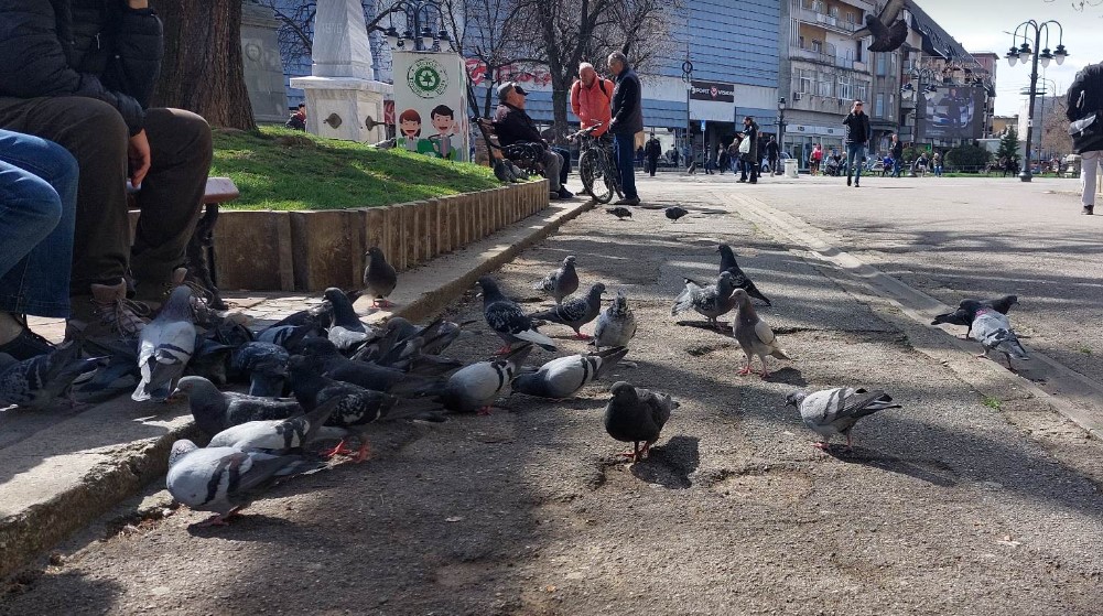 "Ma kakva penzija, od nje nemam za pola meseca, ali Vučić vodi Srbiju dobro": Zaječarski penzioneri za Danas 1