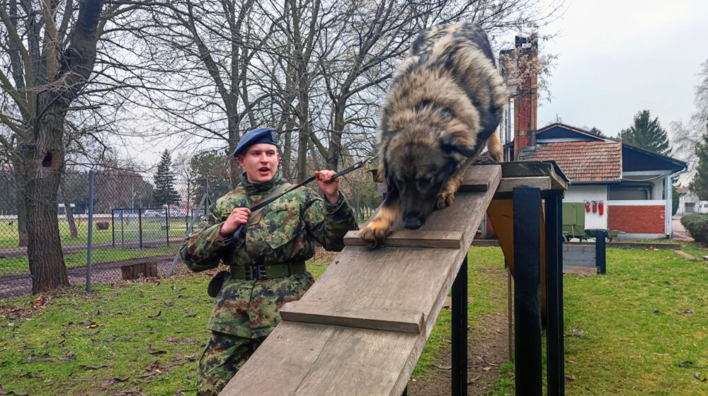 Obuka vodiča i službenih pasa za čuvarsku službu u kasarni u Nišu 1