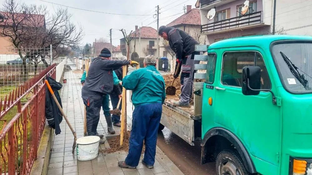 Završeno ozelenjavanje ulice Pavla Ilića Veljka u Zaječaru 1