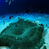 Na dnu okeana naučnici otkrili pojavu koja zabrinjava 9