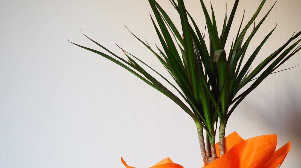 Draceni se suši lišće? Možda je ovo razlog: Koje biljke ne treba da zalivate vodom iz česme 1