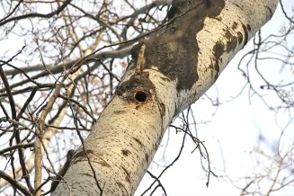 received_6015252958554761 Pokrajinski sekretarijat saopštava da nema nezakonitosti u seči šume na Kameničkoj adi, aktivisti ih demantuju fotografijama 2