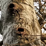 Pokrajinski sekretarijat saopštava da nema nezakonitosti u seči šume na Kameničkoj adi, aktivisti ih demantuju fotografijama 8