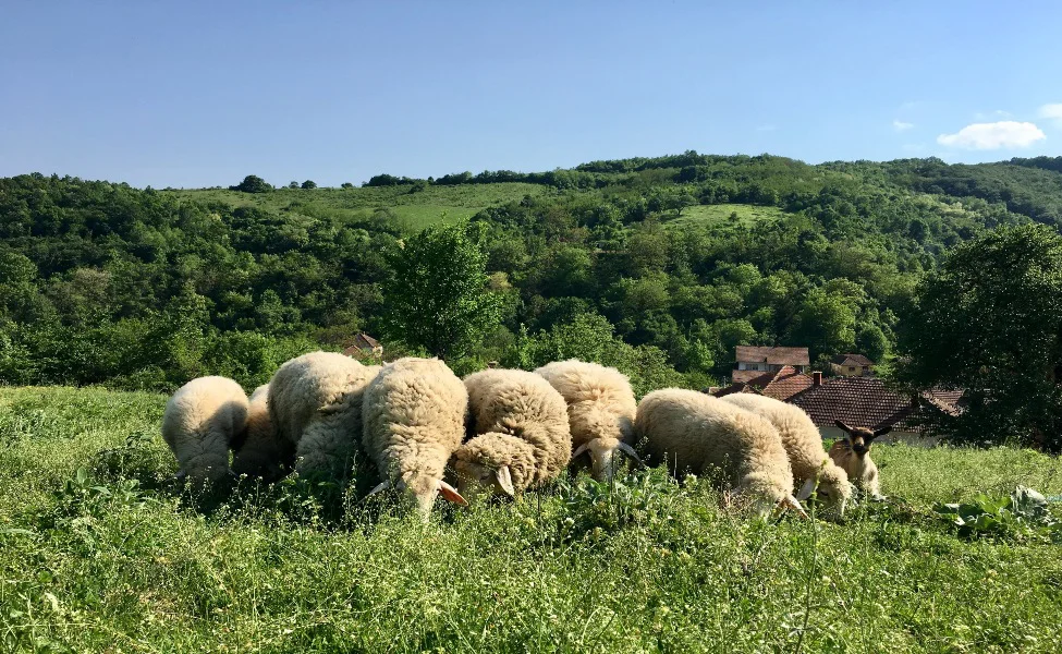 Sela u Srbiji: Vodič kroz seoski turizam 3