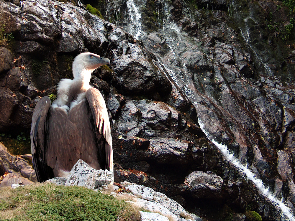 Koje vrste životinja su u Srbiji najugroženije? 8