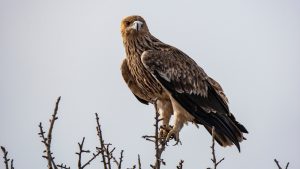 Naš orao krstaš Feliks zatočen u Siriji: Društvo za zaštitu i proučavanje ptica poziva građane da mu se pomogne 9