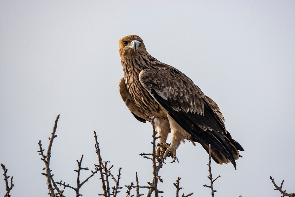 Koje vrste životinja su u Srbiji najugroženije? 7