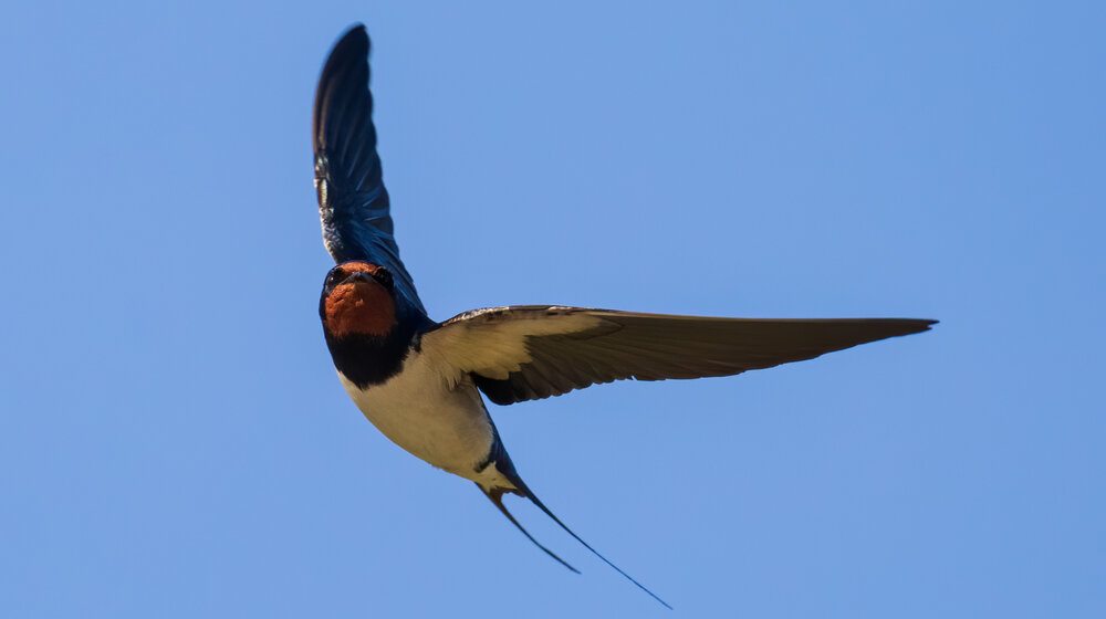 Stojiljković: Lastama ne pogoduju savremene graditeljske prakse hermetičnih i staklenih zgrada 1