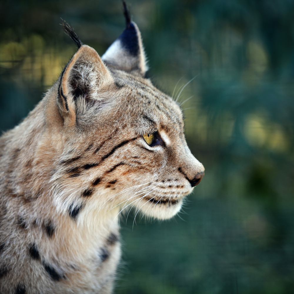 Koje vrste životinja su u Srbiji najugroženije? 5