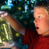 Zašto više ne viđamo svice? 2