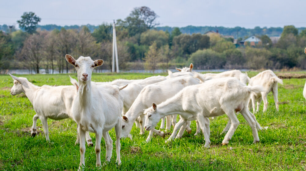 Kosovska policija u Leposaviću zaplenila dve koze i 21 jare 1
