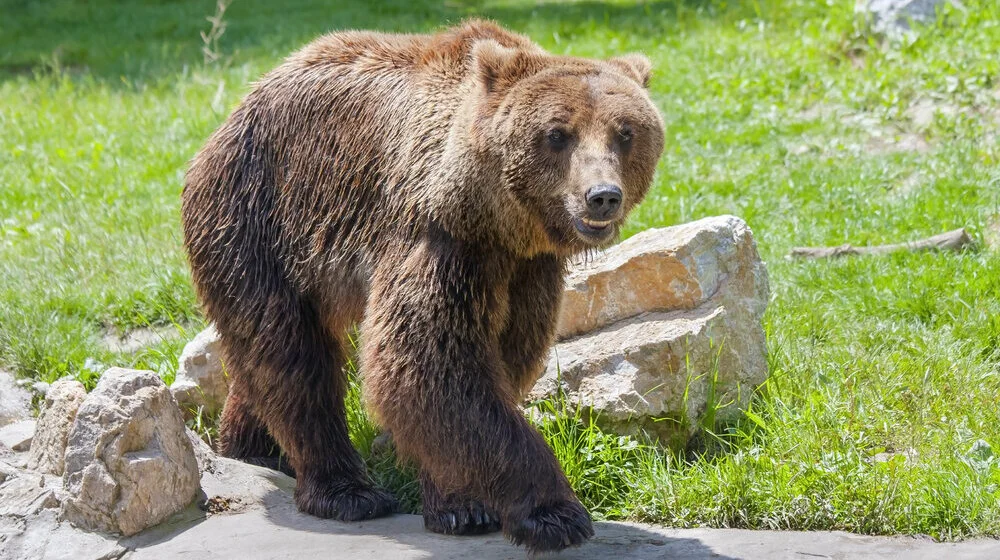 Medved ubio mladića koji je trčao selom u italijanskim Alpima, meštani u strahu 1