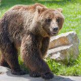 (VIDEO) Ljudi misle da je ovo čovek obučen u medveda, u zoološkom vrtu tvrde da nije 6