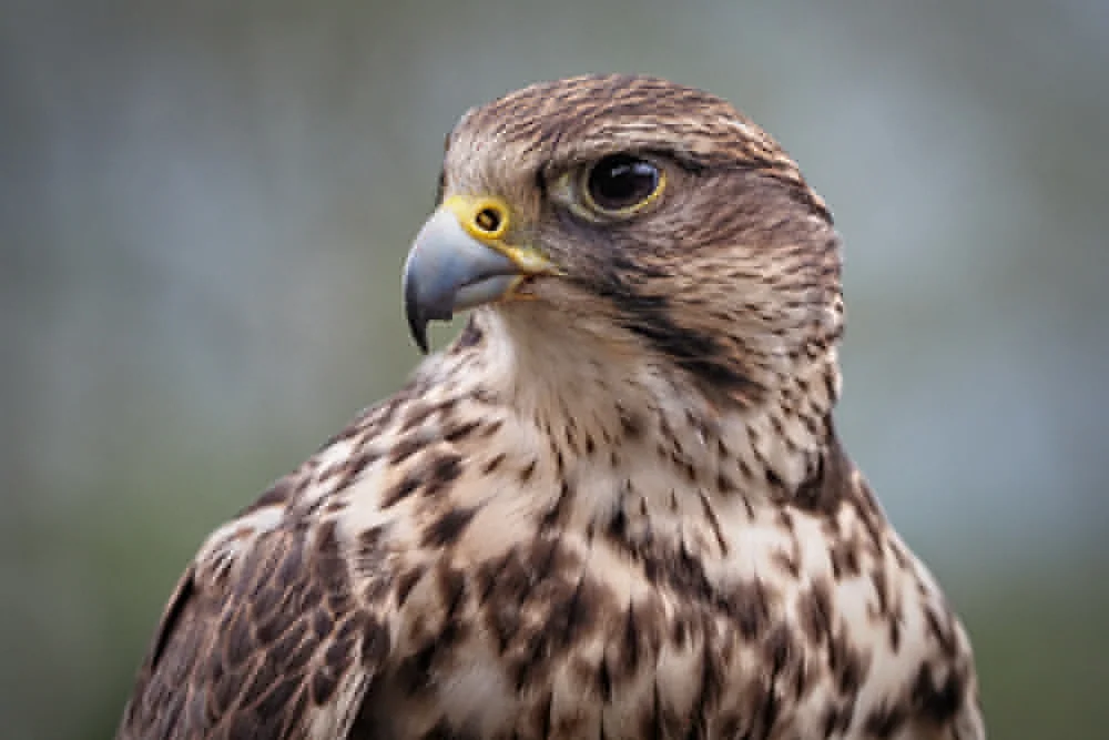 Koje vrste životinja su u Srbiji najugroženije? 6