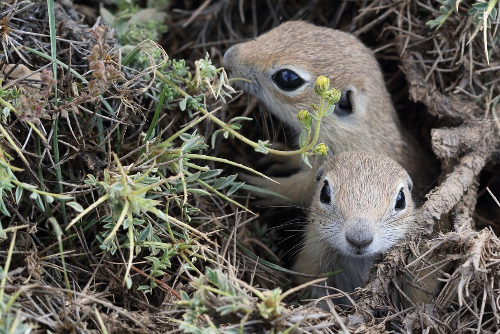 Koje vrste životinja su u Srbiji najugroženije? 4