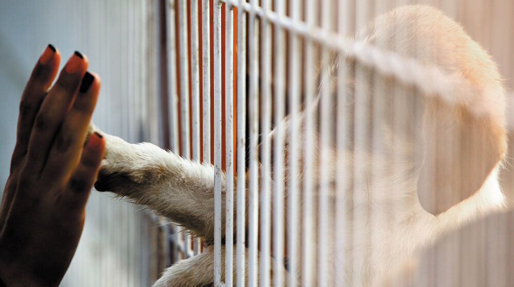 Ništa od regionalnog azila za se pse u Gadžinom Hanu, širi se postojeće prihvatilište u Nišu 1