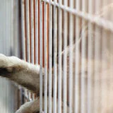 Ništa od regionalnog azila za se pse u Gadžinom Hanu, širi se postojeće prihvatilište u Nišu 13