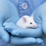 Naučnici stvorili miša sa dva oca: Ovo je prekretnica u veštačkoj oplodnji 13