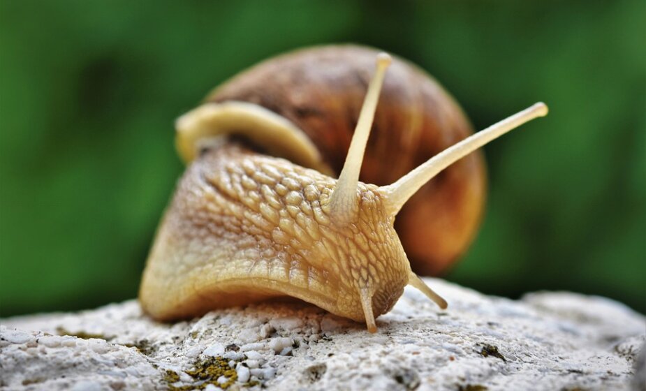 U torbi putnika iz Gane našli puževe opasne po okolinu i ljude 1