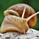 U torbi putnika iz Gane našli puževe opasne po okolinu i ljude 2