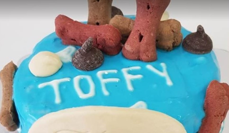 Zaječarski kućni ljubimci dobijaju torte za rođendan: Praksu uvela jedna Olivera 4