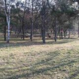 Nestale tuje oko igrališta u Zaječaru: Gradonačelnik kaže da su ukradene, drugi da su izvađene 3