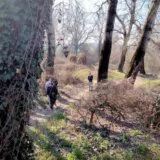 "Za ovaj kriminal neko će jednom da odgovara": Aktivisti sa Šodroša povodom seče drveća 7