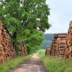 Meštani Bavaništa blokirali magistralni put zbog seče šume 18