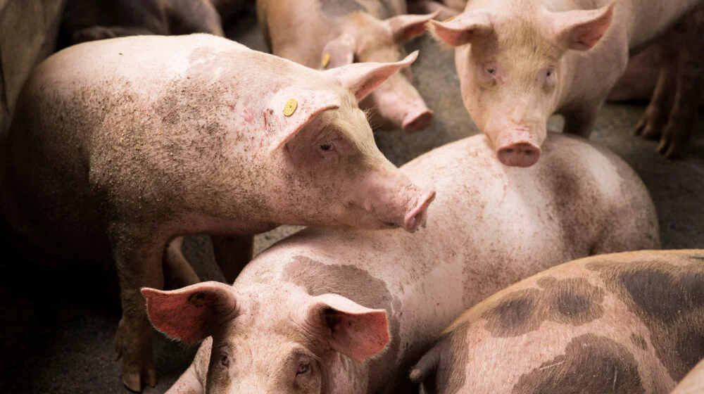 Ministarka Tanasković: U Srbiji eutanazirano 19.740 svinja zaraženih afričkom kugom 1