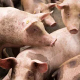Kod afričke kuge svinja u Srbiji presudna brza dijagnostika, smanjuje se broj žarišta 4