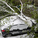 Više od 100 prijava polomljenog granja i stabala u Beogradu, dve devojčice povređene 2