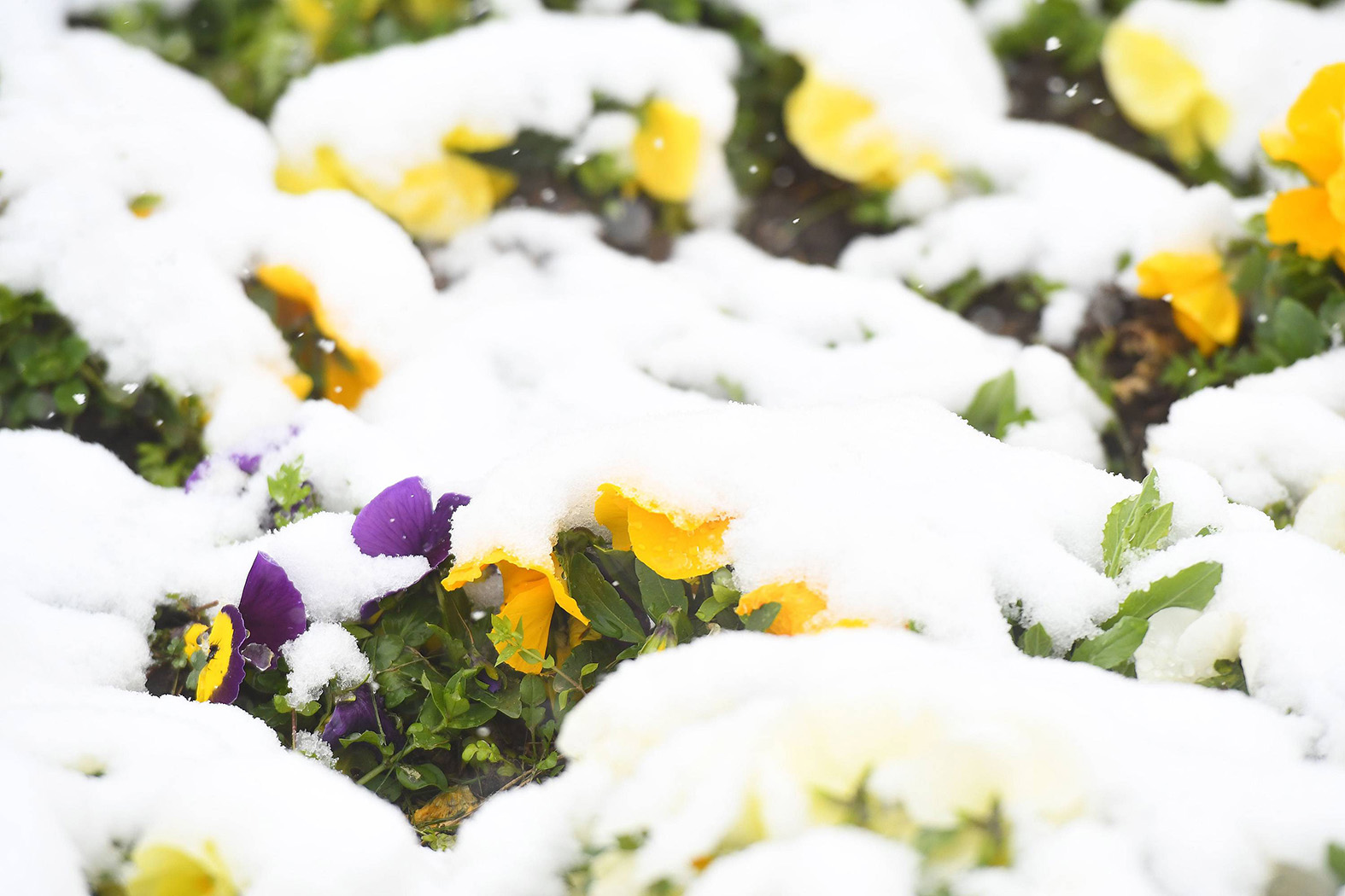 Lepša strana aprilskog snega u Beogradu (FOTO) 6