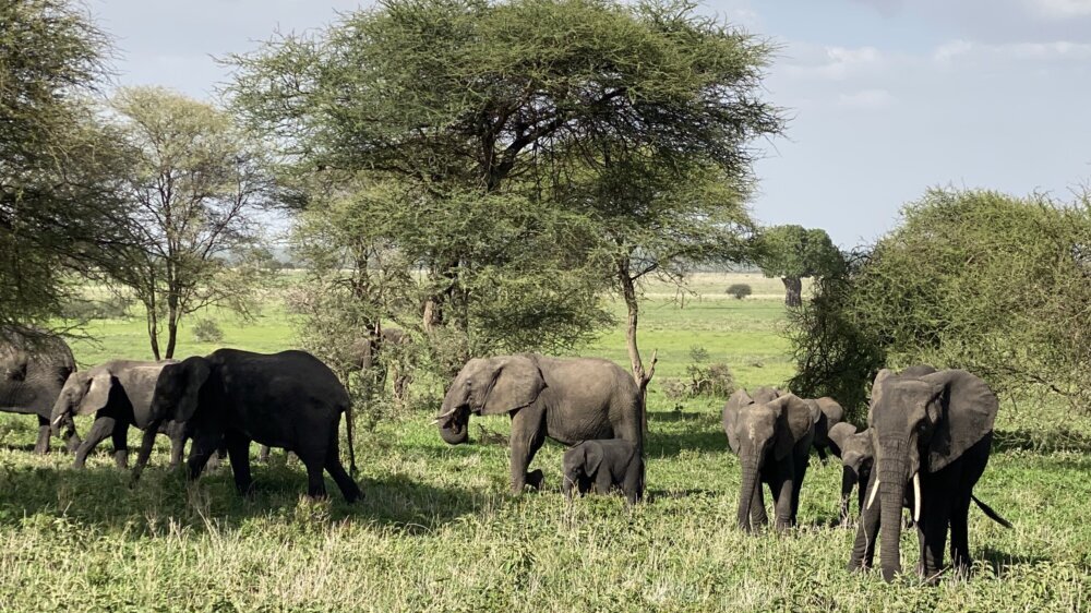 "Egzotična avantura": Leskovčanka Jelena Spasić se, nakon Anda, popela i na Kilimandžaro 10