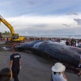 Treći veliki kit uginuo nasukan na plaži indonežanskog ostrva Bali 9