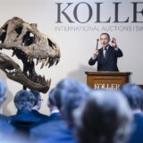 Skelet Tiranosaurusa reksa prodat za 5,55 miliona švajcarskih franaka 4