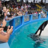 Životinje: Posle više od 50 godina zatočeništva, kit ubica Lolita se vraća kući 6