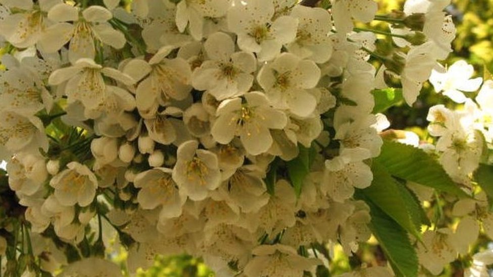 Srbija i poljoprivreda: Da li će sneg u aprilu poremetiti proizvodnju hrane 2 White cherry blossom