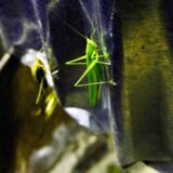 Hrana i insekti: Da li skakavci mogu da zamene govedinu 6