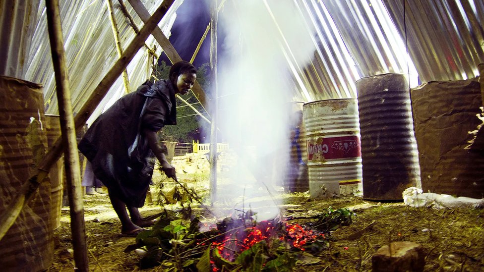 Hrana i insekti: Da li skakavci mogu da zamene govedinu 2 Skakavac