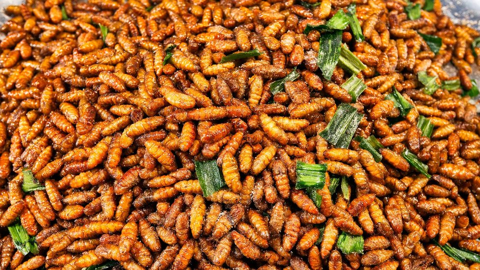 Hrana i insekti: Da li skakavci mogu da zamene govedinu 3 Insekti kao hrana