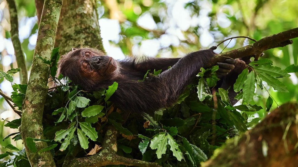 Nauka, evolucija i životinje: Zašto ljudi manje spavaju od drugih primata 2 Šimpanza